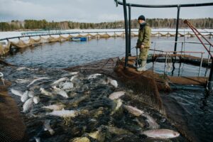 Отечественные рыбоводы успешно отработали I квартал 2023 года