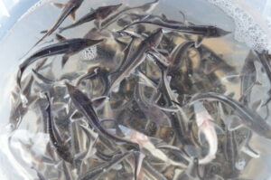 Росрыболовство уделяет особое внимание сохранению запасов осетровых: Горьковское водохранилище пополнили молодью стерляди