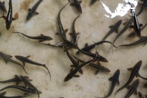 Государственный рыбоводный завод в Дагестане намерен перевыполнить план работы по восстановлению осетровых Каспия