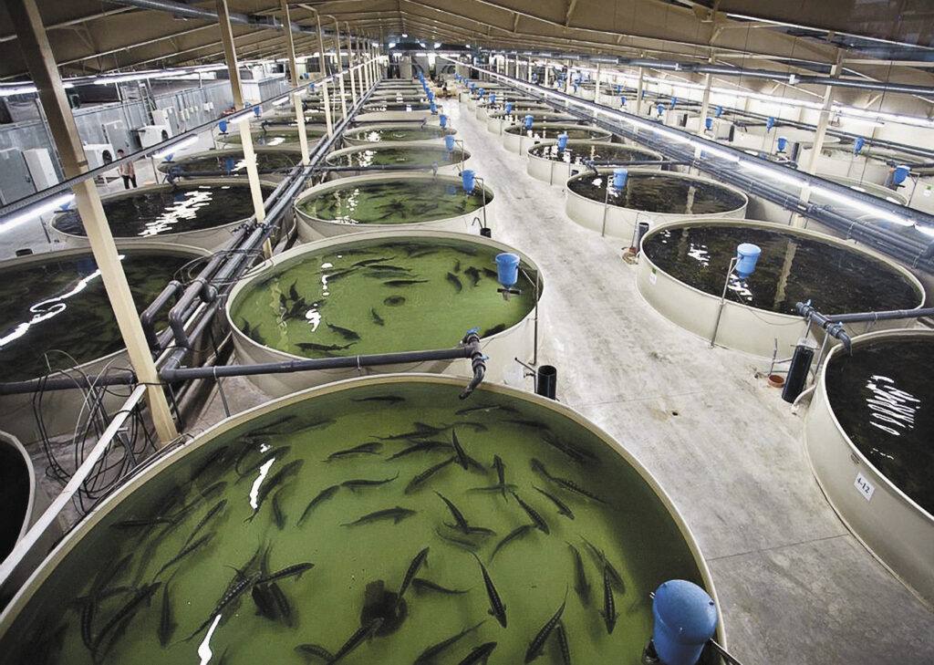 Увеличены лимиты субсидий на льготное краткосрочное и инвестиционное кредитование для предприятий товарной аквакультуры