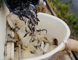 Сохранить осетровых: в Тверской области продолжаются выпуски молоди стерляди в рамках компенсации ущерба рыбным запасам