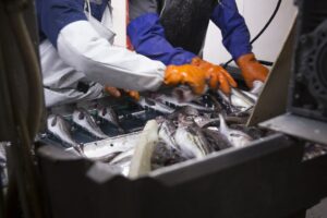 Росрыболовство и рыбаки объединяют усилия для цифрового развития отрасли