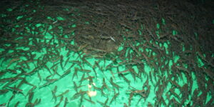 На рыбоводных заводах Камчатского края продолжаются выпуски лососевых видов рыб