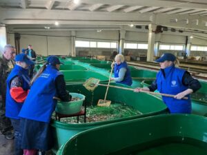 Зарыбление реки Онеги кумжой идет успешно: госзадание по выпуску перевыполнено на 20%