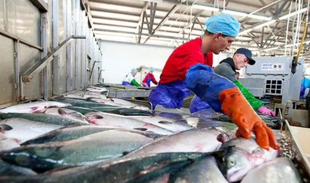 Первые тонны лосося поступили на обрабатывающие заводы на Камчатке
