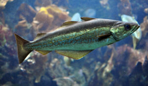 Ученые успешно завершили работы по оценке запасов минтая для разработки стратегии его промысла