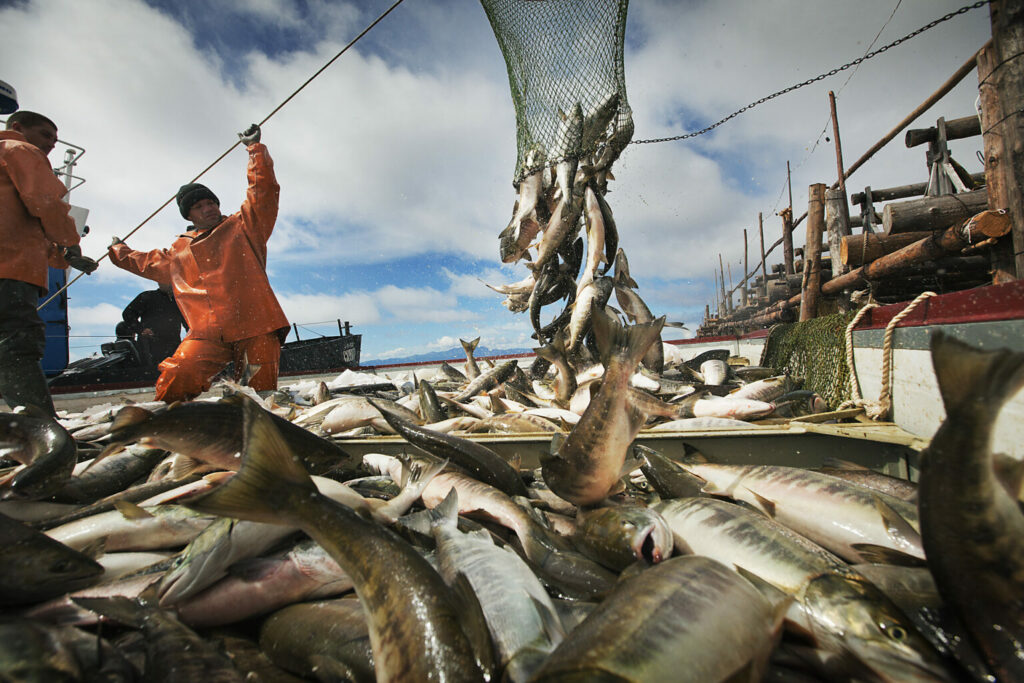 Рыбные порты России на Дальнем Востоке готовы к приёму свежего лосося