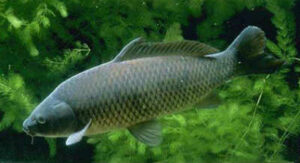 Во внутренних водоемах РФ добыто почти 33 тыс. тонн – свежая пресноводная рыба идет на внутренний рынок