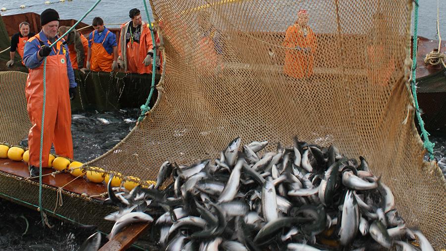 Росрыболовство ожидает в 2023 году одну из лучших лососевых путин: вылов прогнозируется в объеме более 500 тыс. тонн