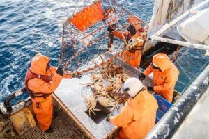 Утверждён порядок проведения второго этапа крабовых аукционов с инвестиционными обязательствами