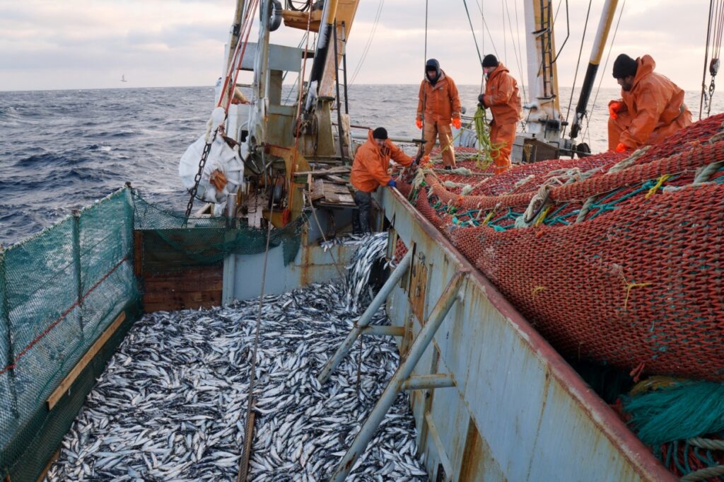 Российские рыбаки выловили более 2,6 млн тонн – почти на 2,6% выше уровня прошлого
