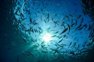 Сюжет Первого канала о стимулировании потребления рыбной продукции и ситуации в рыбохозяйственном комплексе