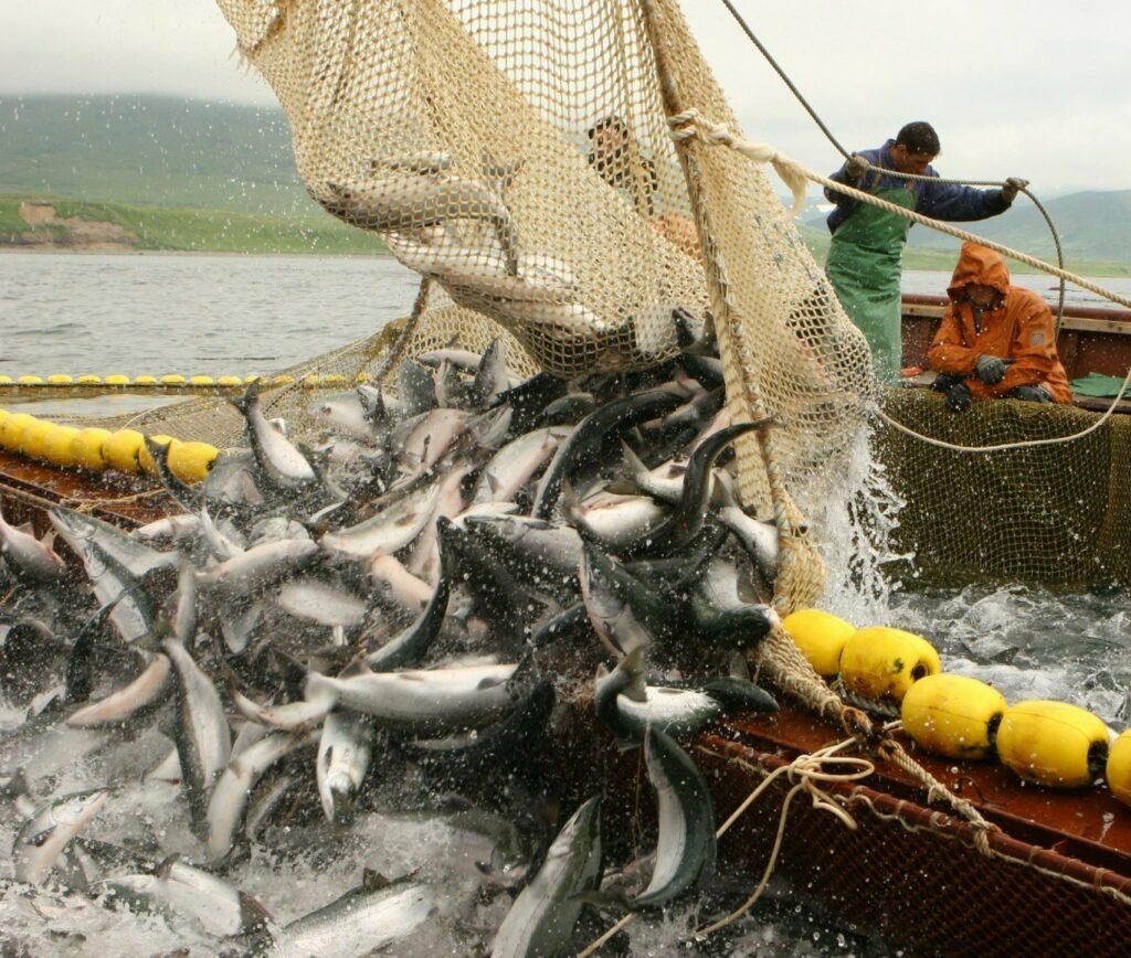 Рыбоохрана работает в усиленном режиме: на севере Приморья активно идет нерест лососевых