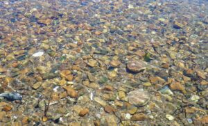 В 2023 году хозяйствами марикультуры Приморья выпущено более 10 млн молоди гребешка для выращивания