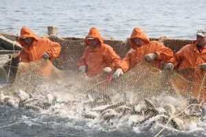 Лососевая путина набирает обороты: добыто более 31 тыс. тонн – на 29% выше аналогичного нечетного 2021 года