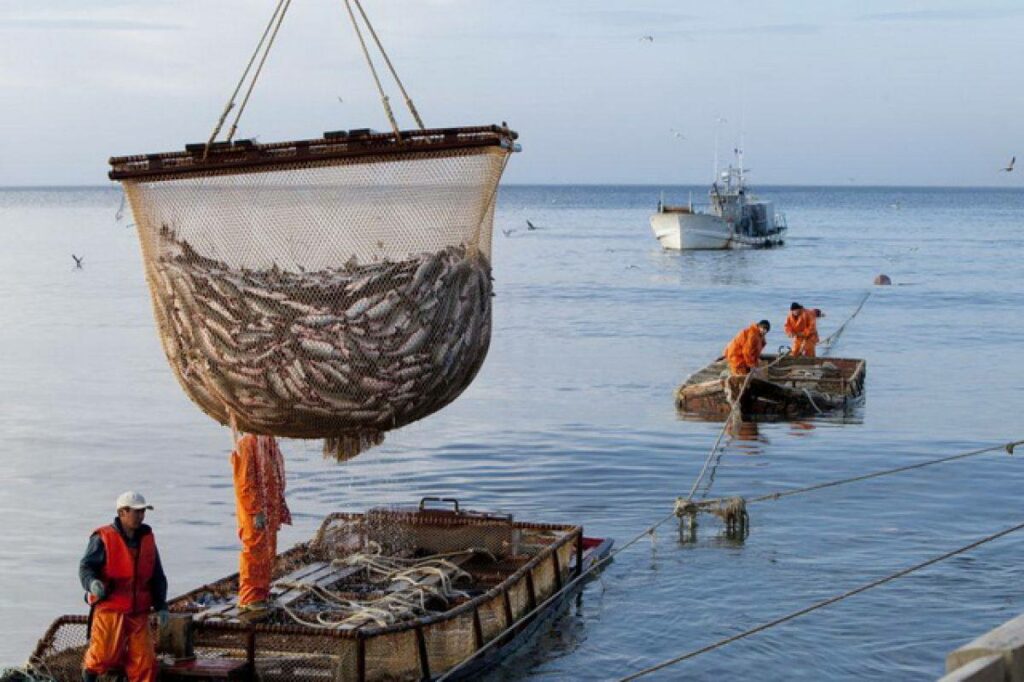 В Росрыболовстве состоялся первый штаб лососевой путины-2023: промысел начался удачно во всех регионах Дальнего Востока
