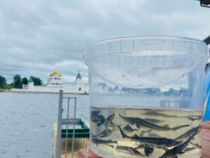 В Костромской области планомерно восстанавливают рыбные запасы