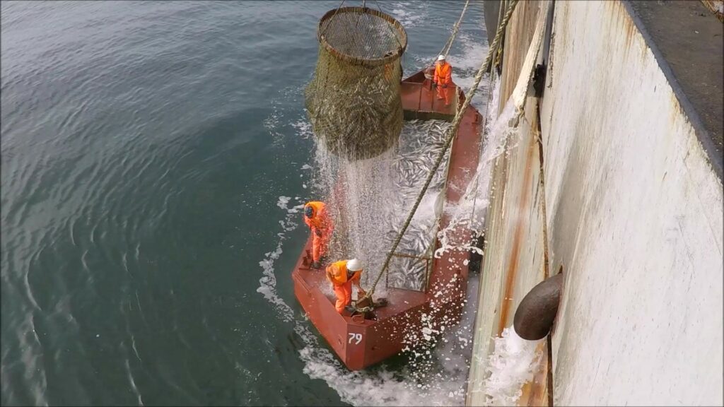 Вылов лососей на Дальнем Востоке набирает обороты – практически вся продукция поступает на внутренний рынок