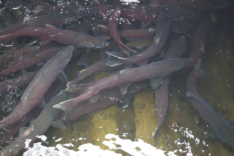 На Камчатских рыбоводных заводах начался сезон закладки икры для воспроизводства тихоокеанских лососей