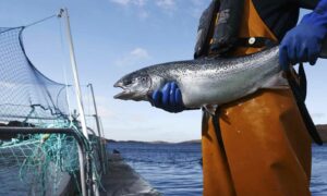 Предприятия аквакультуры РФ уверенно сохраняют тренд — рост производства лососевых, осетровых и морепродуктов для полного импортозамещения