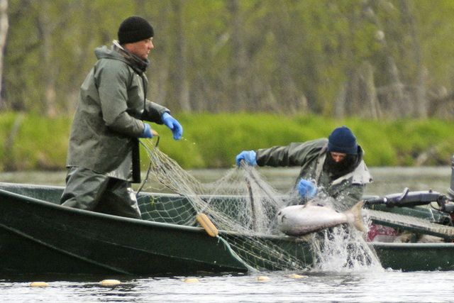 Браконьеры дорого заплатят за красную рыбу: рыбоохрана выявляет организованные группы нарушителей в ходе лососевой путины на Камчатке