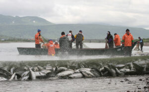 Улов лососей у берегов Камчатки на 31% превысил показатели 2021 года