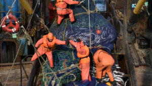 Росрыболовство проведет аукцион по долям квот добычи водных биоресурсов в Дальневосточном, Западном и Волжско-Каспийском бассейнах