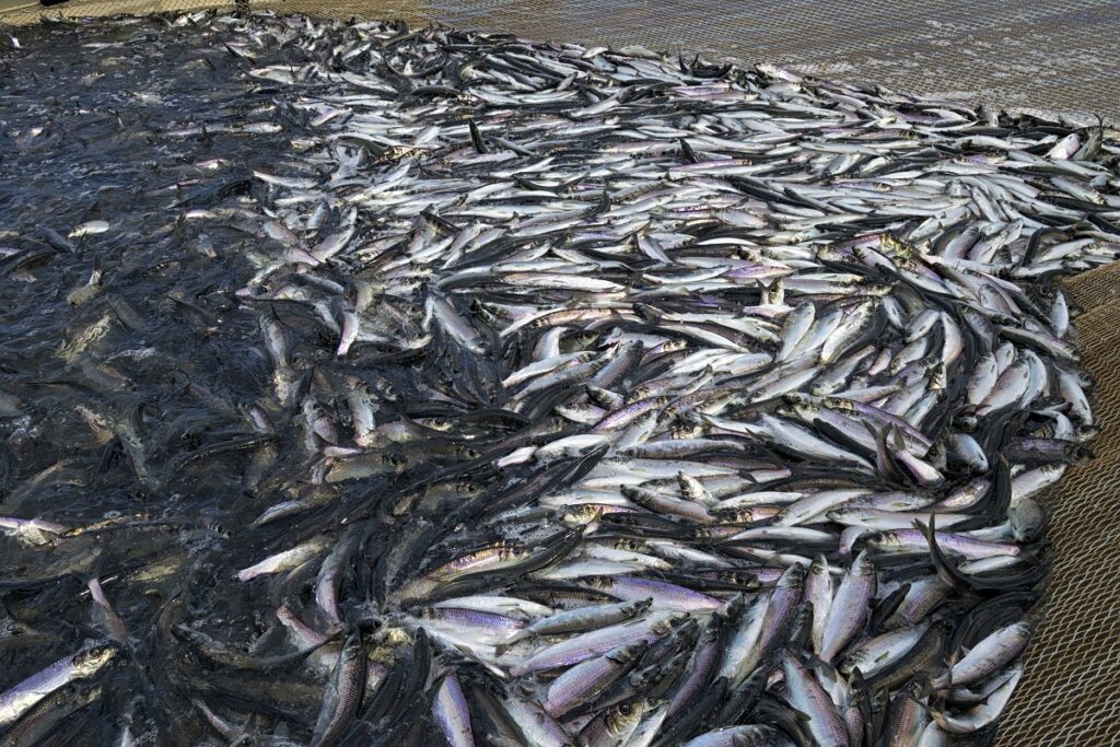 Объем добычи тихоокеанских лососей уже почти вдвое выше уровня всего 2022 года