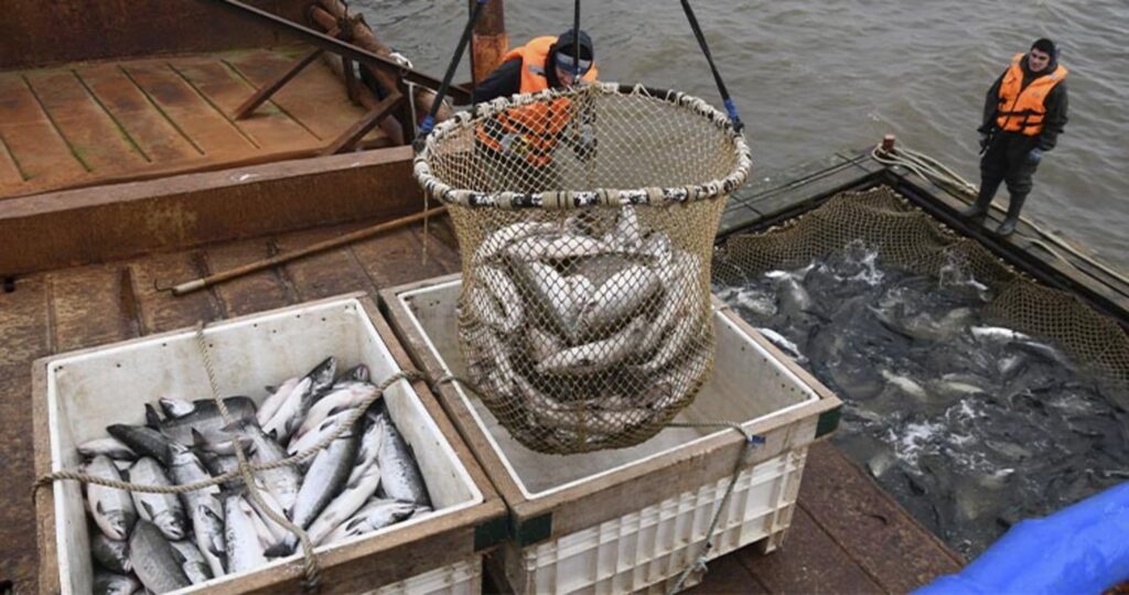 Лососевая путина-2023: рыбаки продолжают работу ударными темпами – добыто более 545 тыс. тонн