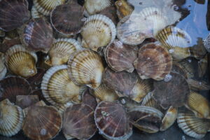 В Приморском крае растут посадки морского гребешка – предложение этого ценного морепродукта на рынке планомерно увеличивается