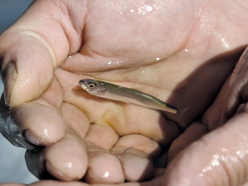 В Югре продолжается кампания по зарыблению водоемов: в этом году выпущено более 300 млн молоди сиговых рыб