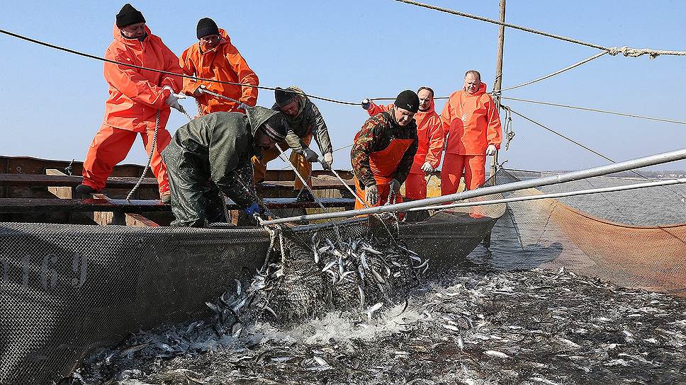 Российские рыбаки сохраняют положительную динамику вылова: добыто более 3,6 млн тонн – на 12% выше уровня прошлого года