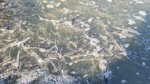 Отраслевая наука вносит вклад в сохранение осетровых Волго-Каспия – выпуски молоди белуги проходят на регулярной основе