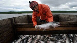На сегодняшний день Камчатка обеспечила 92% дальневосточного вылова по лососёвой путине