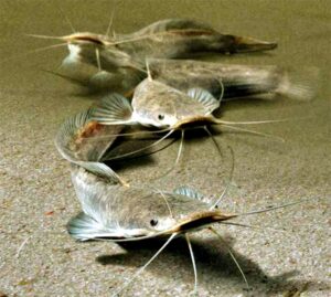 Новые возможности расширения связей России и Африки: астраханский вуз Росрыболовства заключил соглашение о сотрудничестве с гвинейской компанией