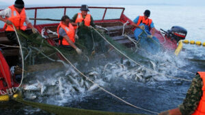 Лососевая путина-2023: вылов тихоокеанских лососей превысил 580 тыс. тонн