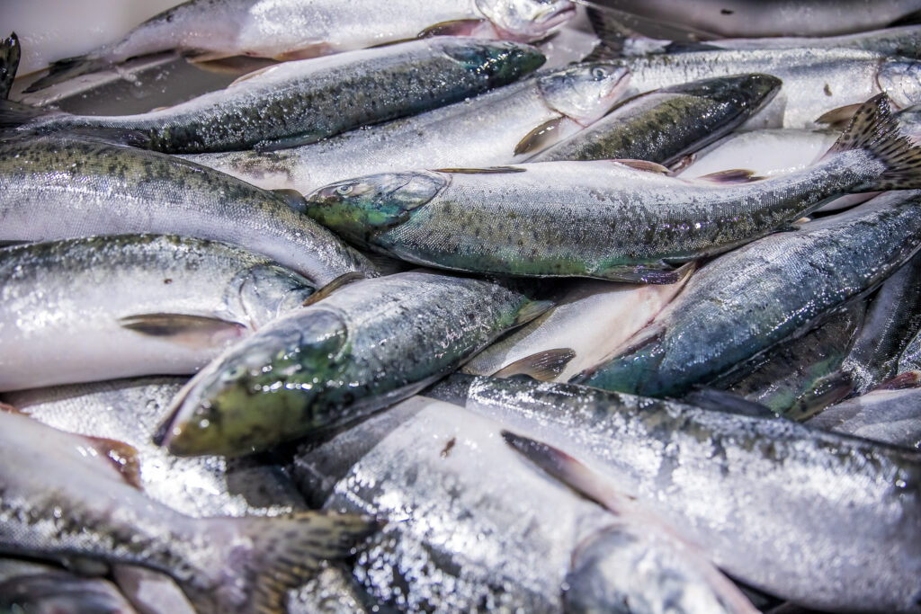 Лососевая путина: добыча и рыбопереработка на Сахалине и Курилах