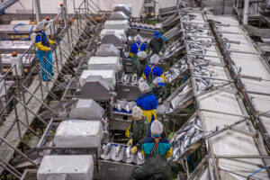 Производство рыбной продукции в России за 7 месяцев выросло на 9% – до 2,6 млн тонн