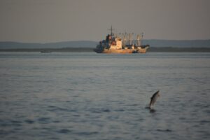 Лососевая путина-2023: вылов лососей на Дальнем Востоке достиг 590 тыс. тонн – в 2,3 раза выше уровня прошлого года