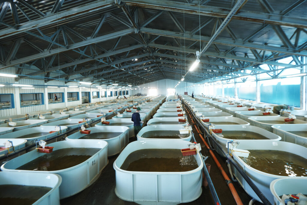 На Зеленоборском рыборазводном заводе проведена подготовка к зарыблению