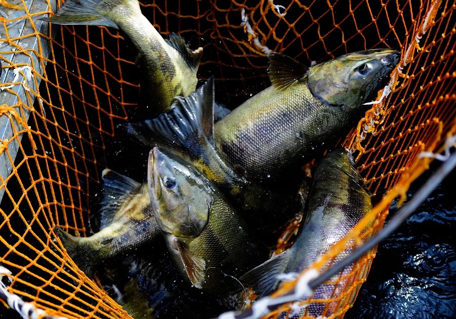 В Приморье появится высокотехнологичный рыбоводный завод по разведению кеты