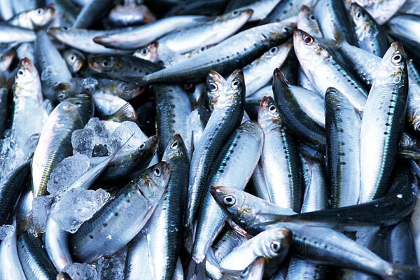 Предложение полезной и доступной по цене рыбы будет расти: дальневосточные рыбаки добыли более 230 тыс. тонн сардины иваси — в 1,8 раза выше уровня прошлого года