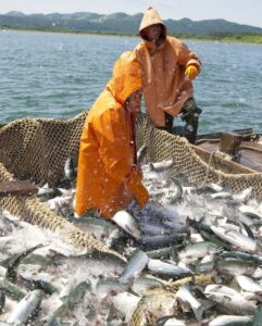 Лососевая путина-2023: добыто более 607 тыс. тонн – в 2,2 раза выше уровня прошлого года