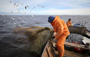 Рыбаки работают эффективно на Дальнем Востоке и Севере России: освоение по ряду промысловых объектов более 100% — вылов должен быть прекращен для сохранения запасов