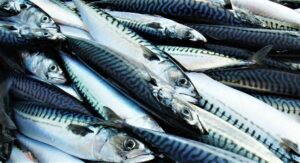 Пелагическая путина-2023: растет динамика вылова иваси к уровню 2022 года – добыто 320 тыс. тонн