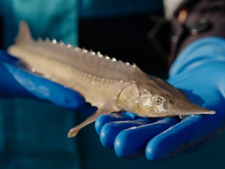 Восстановление запаса краснокнижного вида рыб: Иртыш пополнился полумиллионом молоди осетра сибирского