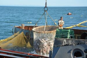 На страже продовольственной безопасности: ужесточен контроль за иностранными инвестициями в рыбодобыче