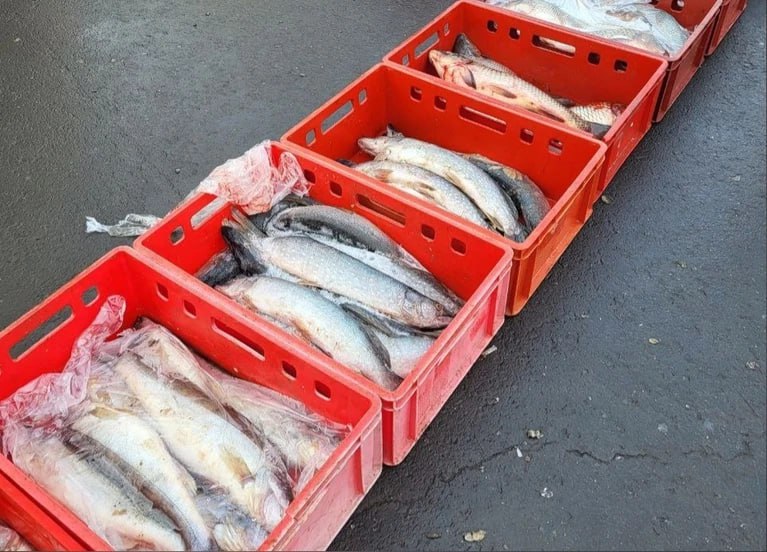 На страже честной конкуренции и здоровья потребителей: более 1,2 тонн нелегальной рыбной продукции изъято рыбоохраной и полицией на агрокомплексе в Самаре