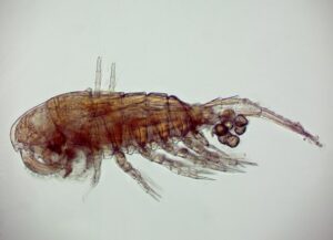 Российские ученые продолжают открывать новые виды гидробионтов