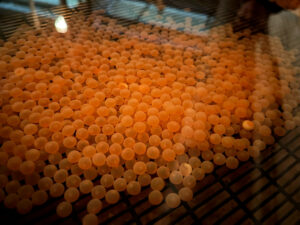 Поддерживать запас семги трудоемко, но необходимо: на рыборазводном заводе Росрыболовства в Архангельской области завершили закладку икры для дальнейшего выпуска